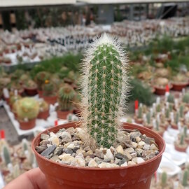 Cleistocactus hildegardiae   Cana Cruz, Bolivien