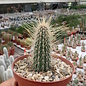 Cleistocactus smaragdiflorus