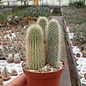 Cleistocactus tarijensis