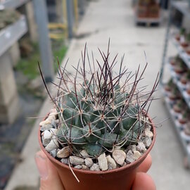 Mammillaria melanocentra