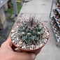 Mammillaria melanocentra