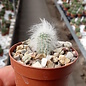 Echinocereus viridiflorus v. canus