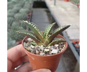 Agave titanota cv. Red Catweezle