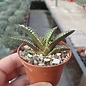 Agave titanota  cv. Red Catweezle