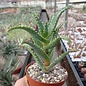 Aloe concinna