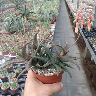 Aloe castillonae