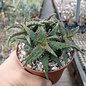 Aloe castillonae