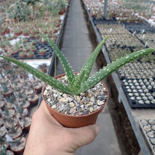 Aloe bulbillifera
