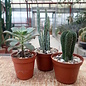 Ensemble de plantes 3 plantes succulentes