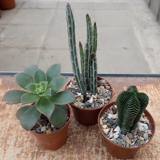 Plant set 3 succulents