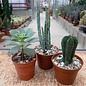 Plant set 3 succulents
