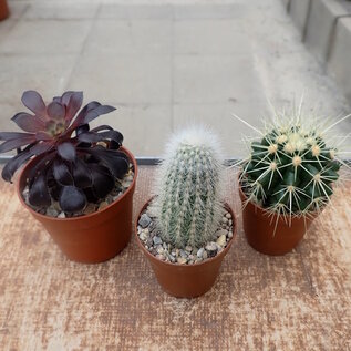 Set de plantas 2 cactus y suculentas