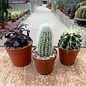 Ensemble de plantes 2 cactus et plantes succulentes