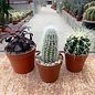 Set di piante 2 cactus e piante grasse