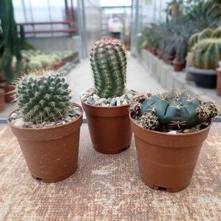 Conjunto de plantas 1 cactus