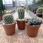Conjunto de plantas 1 cactus