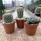 Ensemble de plantes 1 cactus