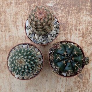 Ensemble de plantes 1 cactus