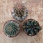 Set di piante 1 cactus