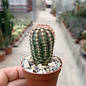 Echinocereus pectinatus   Tierra Blanca, Gto, Mex.