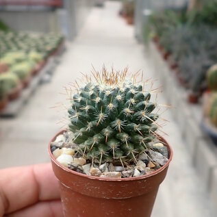 Mammillaria parkinsonii