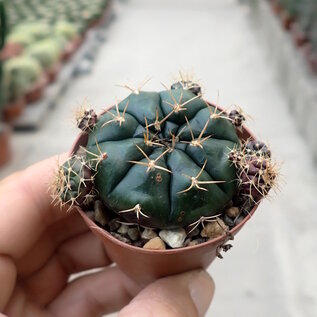 Gymnocalycium damsii v. tucavocense