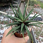 Haworthia attenuata