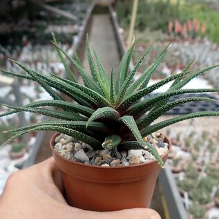 Haworthia attenuata