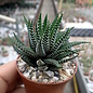 Haworthia attenuata v. britteniana fo. IV