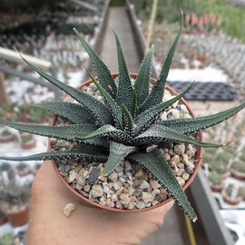 Haworthia attenuata v. britteniana fo. III