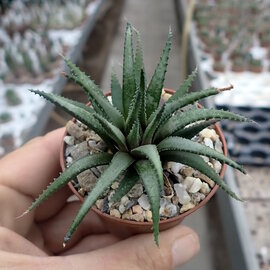 Haworthia chloracantha v. glauca