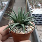 Haworthia chloracantha v. glauca