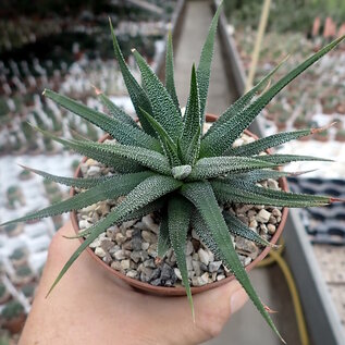 Haworthia attenuata v. clariperla  Kapregion, Sdafrika