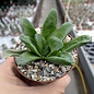 Haworthia cv. Rose Green