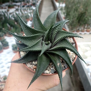 Haworthia limifolia