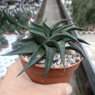 Haworthia limifolia