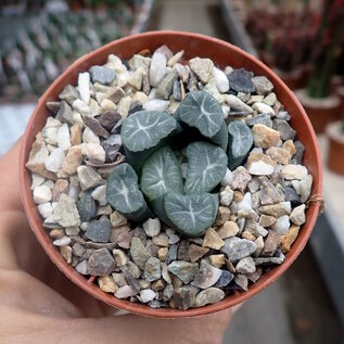 Haworthia truncata v. maughanii