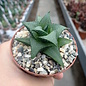 Haworthia tesselata