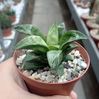 Haworthia Burgundy  301