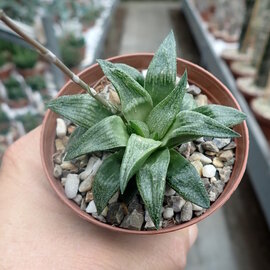 Haworthia Burgundy  302