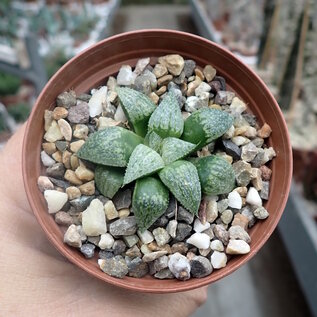 Haworthia Burgundy  303