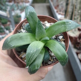 Haworthia Burgundy 307