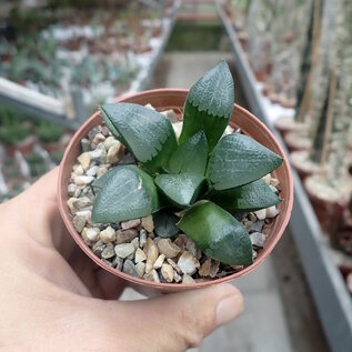 Haworthia Burgundy 309