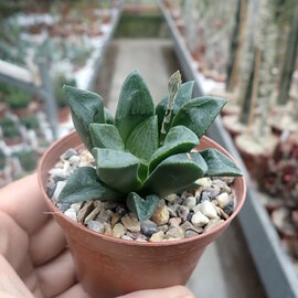 Haworthia Burgundy 315