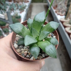 Haworthia Burgundy 319