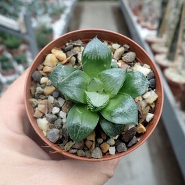 Haworthia Burgundy 320