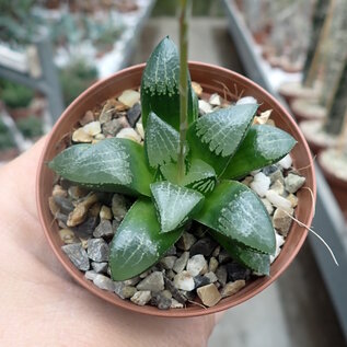 Haworthia Burgundy 322