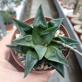 Haworthia Burgundy 316