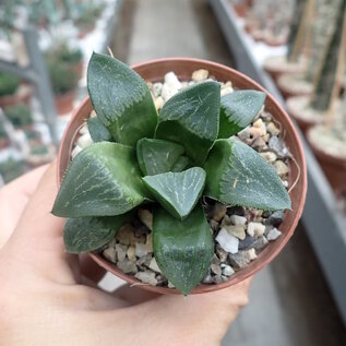 Haworthia Burgundy 324