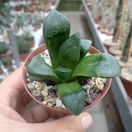 Haworthia Burgundy 325